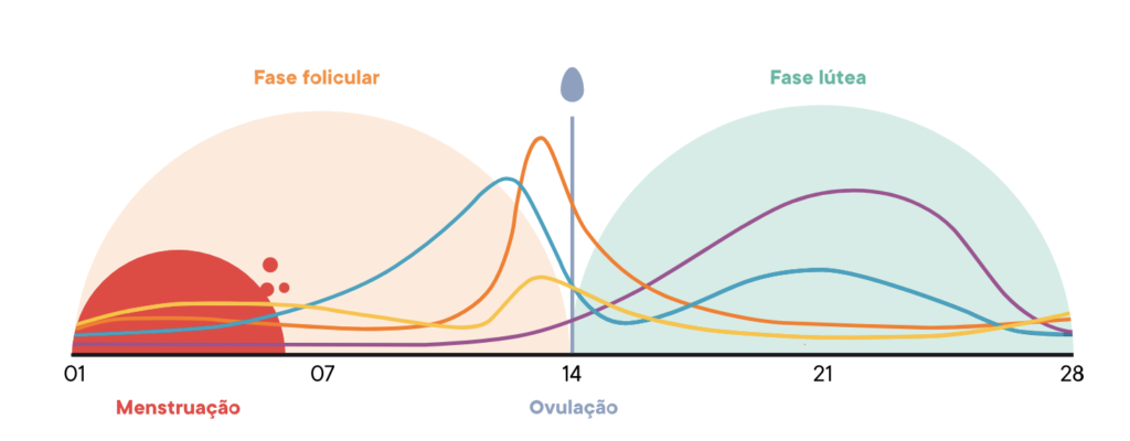 Como funciona a menstruação sincronizada?